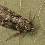 Polyploca ridens - Môrka dubová 170335