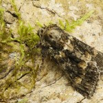 Polyploca ridens - Môrka dubová 21-35-50