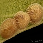Pseudoips prasinana - Zelenka buková 20-37-12v