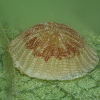 Pseudoips prasinana - Zelenka buková 21-02-23v