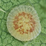 Pseudoips prasinana - Zelenka buková 21-04-40v