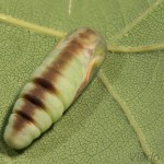 Pseudoips prasinana - Zelenka buková 23-29-26