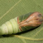 Pseudoips prasinana - Zelenka buková 23-30-12
