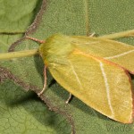 Pseudoips prasinana - Zelenka buková 23-31-45