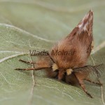 Ptilophora plumigera - Chochlatka javorová 105924