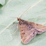 Pyrausta despicata - Vijačka stepná 084815