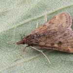 Pyrausta despicata - Vijačka stepná 085607