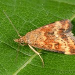 Pyrausta despicata - Vijačka stepná 18-13-23