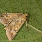 Pyrausta despicata - Vijačka stepná  18-13-47