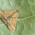 Pyrausta despicata - Vijačka stepná 192355