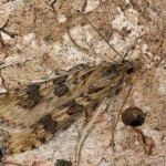 Pyrausta despicata - Vijačka stepná 20-58-34