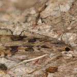 Pyrausta despicata - Vijačka stepná 20-59-39