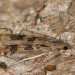 Pyrausta despicata - Vijačka stepná 20-59-39