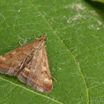 Pyrausta despicata - Vijačka stepná 21-58-51