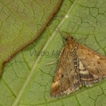 Pyrausta despicata - Vijačka stepná 22-43-58