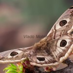 Saturniidae