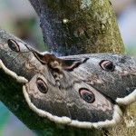 Saturnia pyri - Okáň hruškový 20-09-15