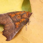 Scoliopteryx libatrix - Mora pivničná 134641