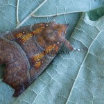 Scoliopteryx libatrix - Mora pivničná 170208