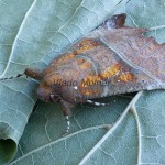 Scoliopteryx libatrix - Mora pivničná 170853