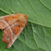 Scoliopteryx libatrix - Mora pivničná 203841