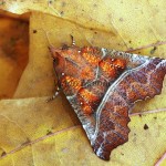 Scoliopteryx libatrix - Mora pivničná 8870-8881A