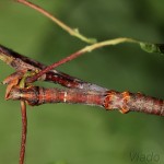 Selenia dentaria - Listnatka dvojmesiačiková 17-36-28