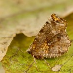 Selenia dentaria - Listnatka dvojmesiačiková 18-13-57