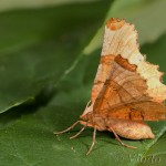 Selenia lunularia - Listnatka mesiačiková 11-34-51