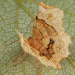 Selenia lunularia - Listnatka mesiačiková 18-03-01