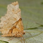 Selenia lunularia - Listnatka mesiačiková 18-04-54