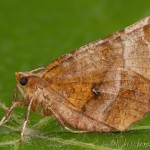 Selenia lunularia - Listnatka mesiačiková 22-09-43