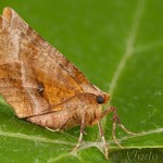 Selenia lunularia - Listnatka mesiačiková 22-10-15