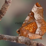 Selenia tetralunaria - Listnatka štvormesiačiková 224108