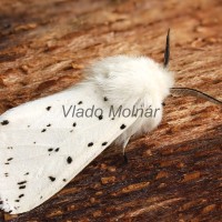 Spilosoma lubricipeda - Spriadač obyčajný 114425