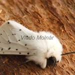 Spilosoma lubricipeda - Spriadač obyčajný 115117