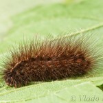 Spilosoma lubricipeda - Spriadač obyčajný 12-07-18