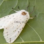 Spilosoma lubricipeda - Spriadač obyčajný 184435