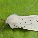 Spilosoma lubricipeda - Spriadač obyčajný 21-25-29