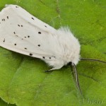 Spilosoma lubricipeda - Spriadač obyčajný 21-29-14