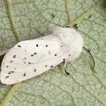 Spilosoma lubricipeda - Spriadač obyčajný 21-59-06