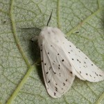 Spilosoma lubricipeda - Spriadač obyčajný 21-59-30