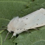 Spilosoma lubricipeda - Spriadač obyčajný 22-22-02