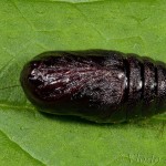 Spilosoma lubricipeda - Spriadač obyčajný 22-30-58