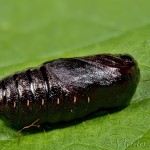 Spilosoma lubricipeda - Spriadač obyčajný 22-32-38