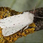 Spilosoma lubricipeda – Spriadač obyčajný 22-11-34