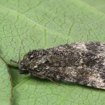 Subacronicta megacephala - Mramorovka veľkohlavá 133437