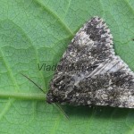 Subacronicta megacephala - Mramorovka veľkohlavá 162246