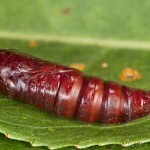 Subacronicta megacephala - Mramorovka veľkohlavá 17-31-54