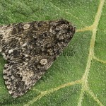 Subacronicta megacephala - Mramorovka veľkohlavá 174824